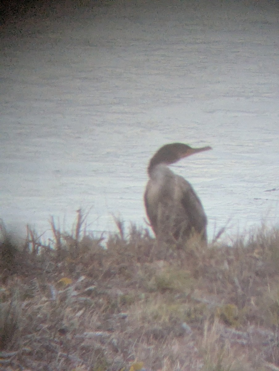 Ohrenscharbe - ML646666316