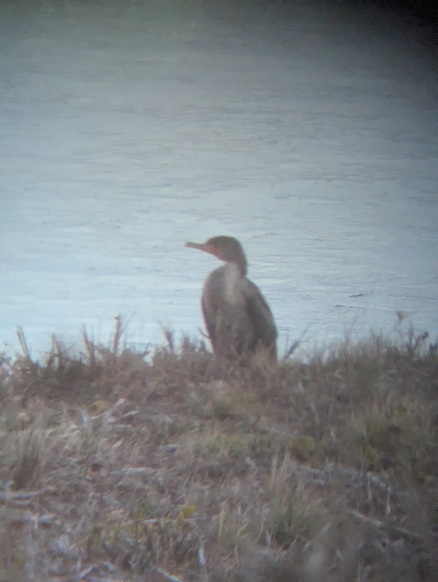 Ohrenscharbe - ML646666317