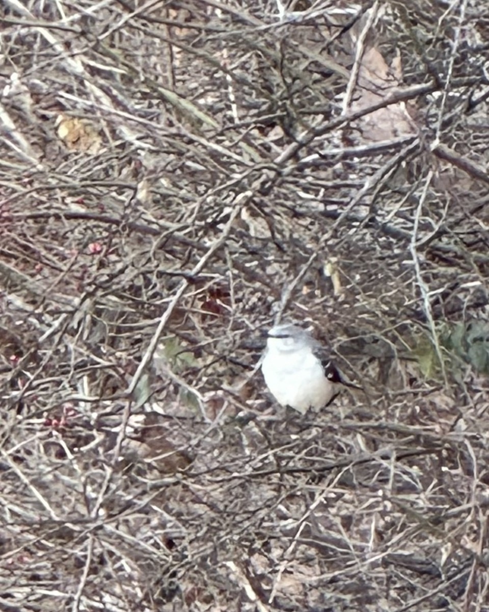 Northern Mockingbird - ML646666322
