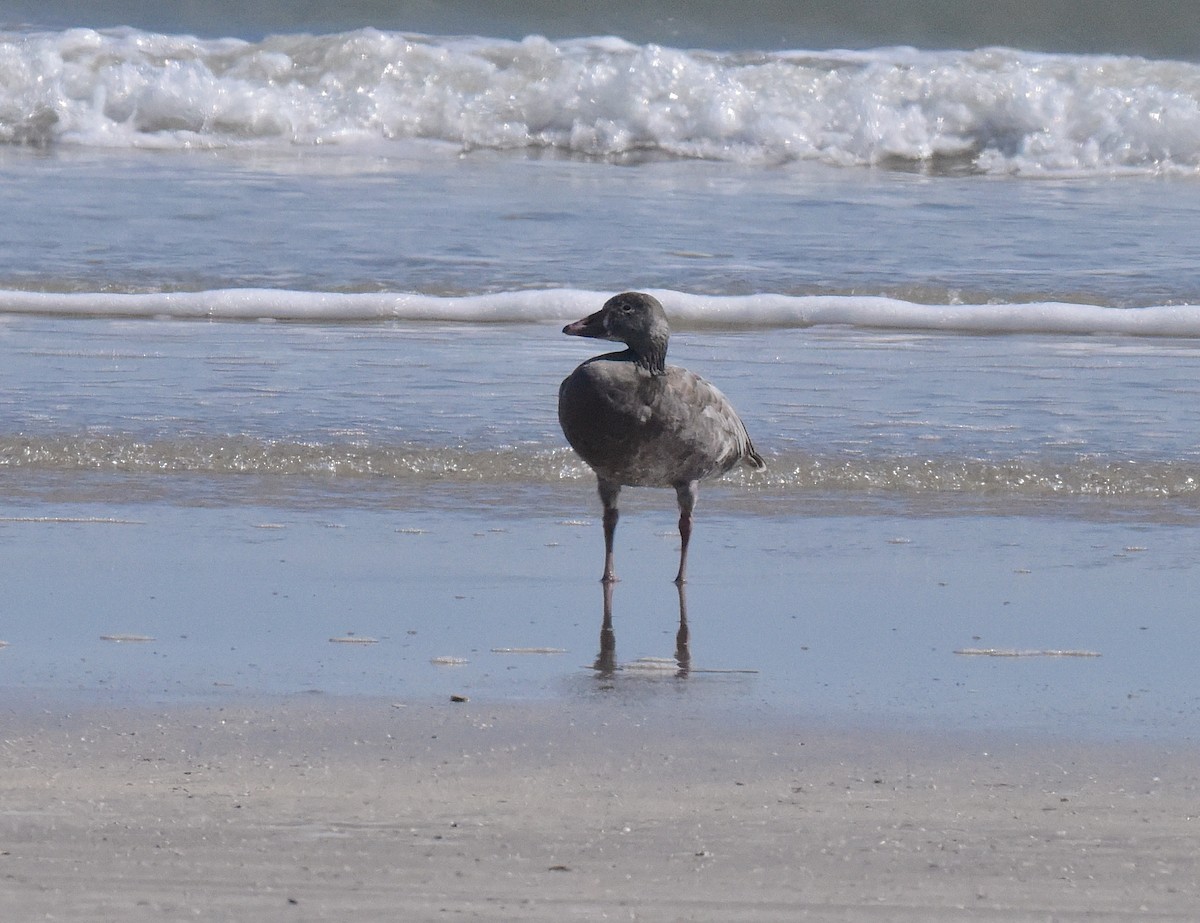 Snow Goose - ML646666323