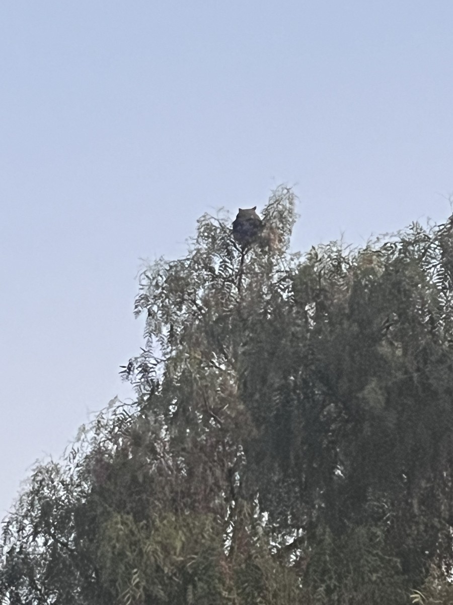 Great Horned Owl - ML646666328