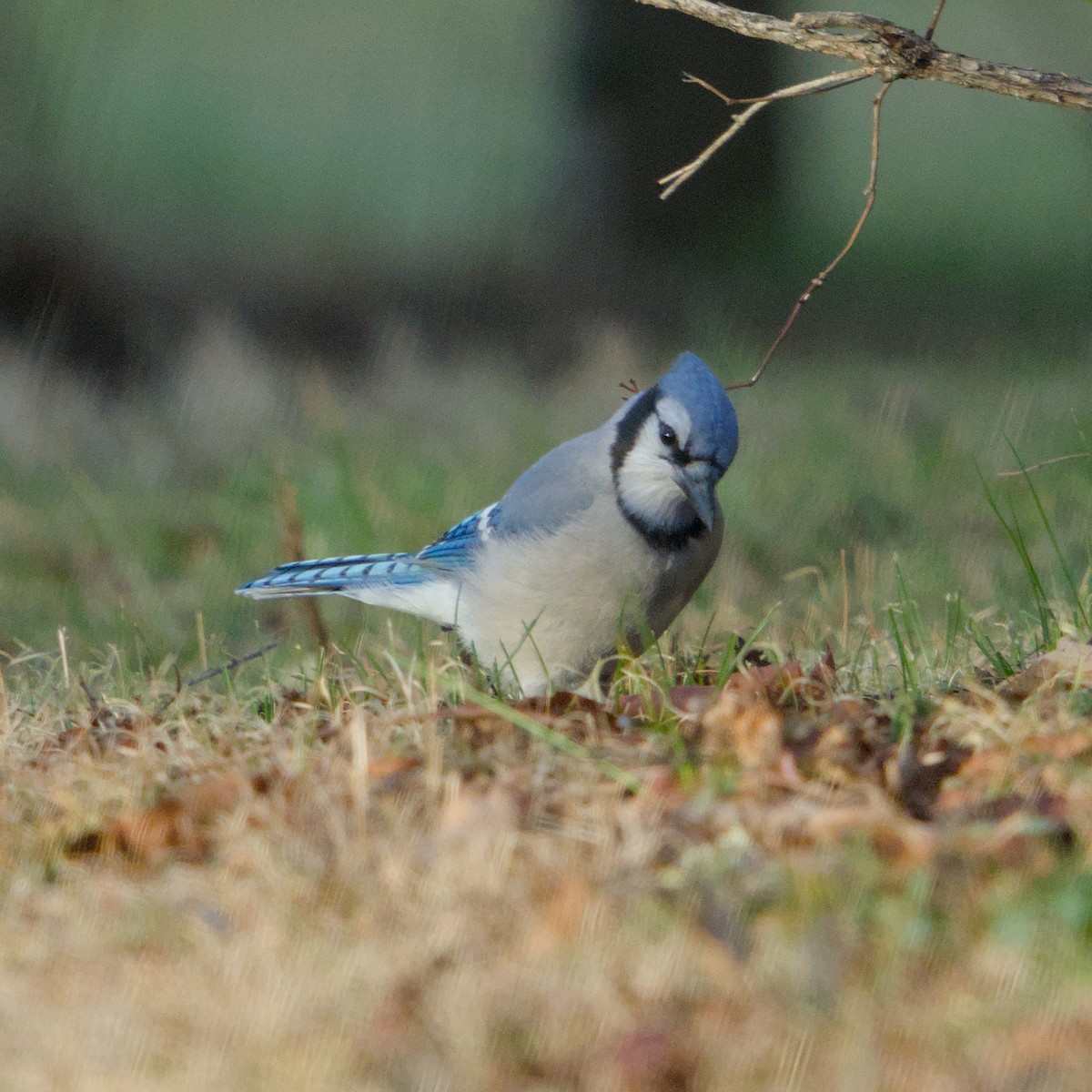 Blue Jay - ML646666329