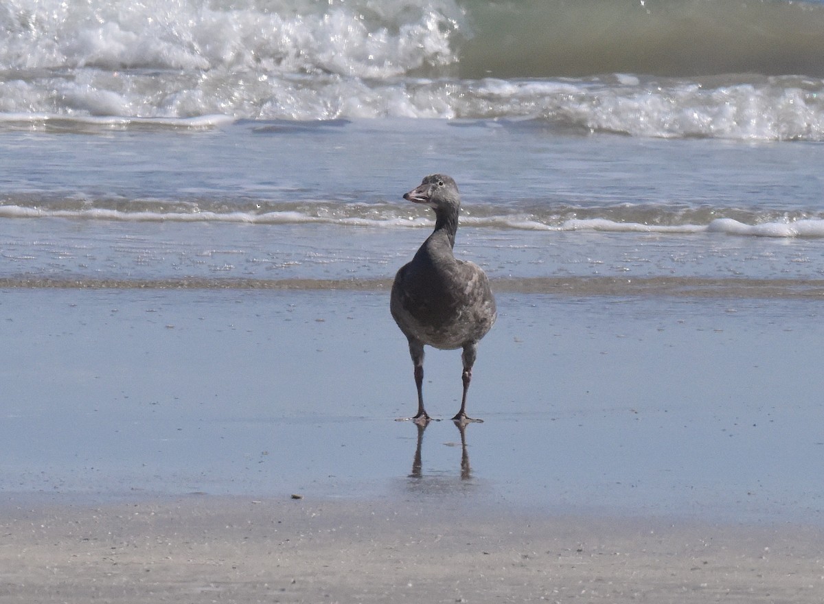 Snow Goose - ML646666331