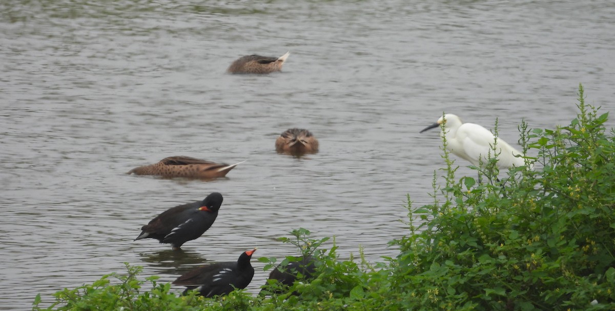 Ánade Gargantillo - ML646666332