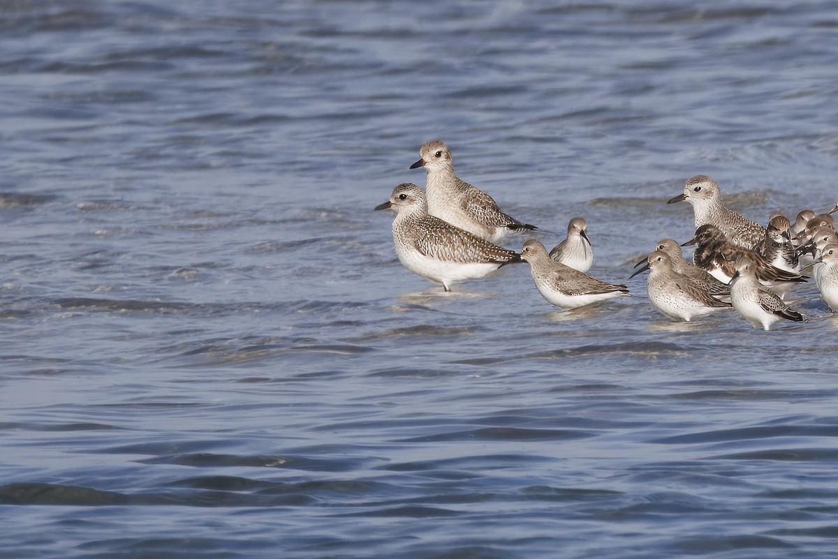 Black-bellied Plover - ML646666333