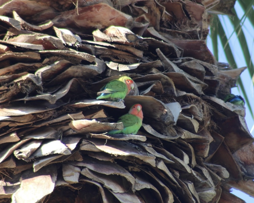 Agapornis musuarrosa - ML646666334