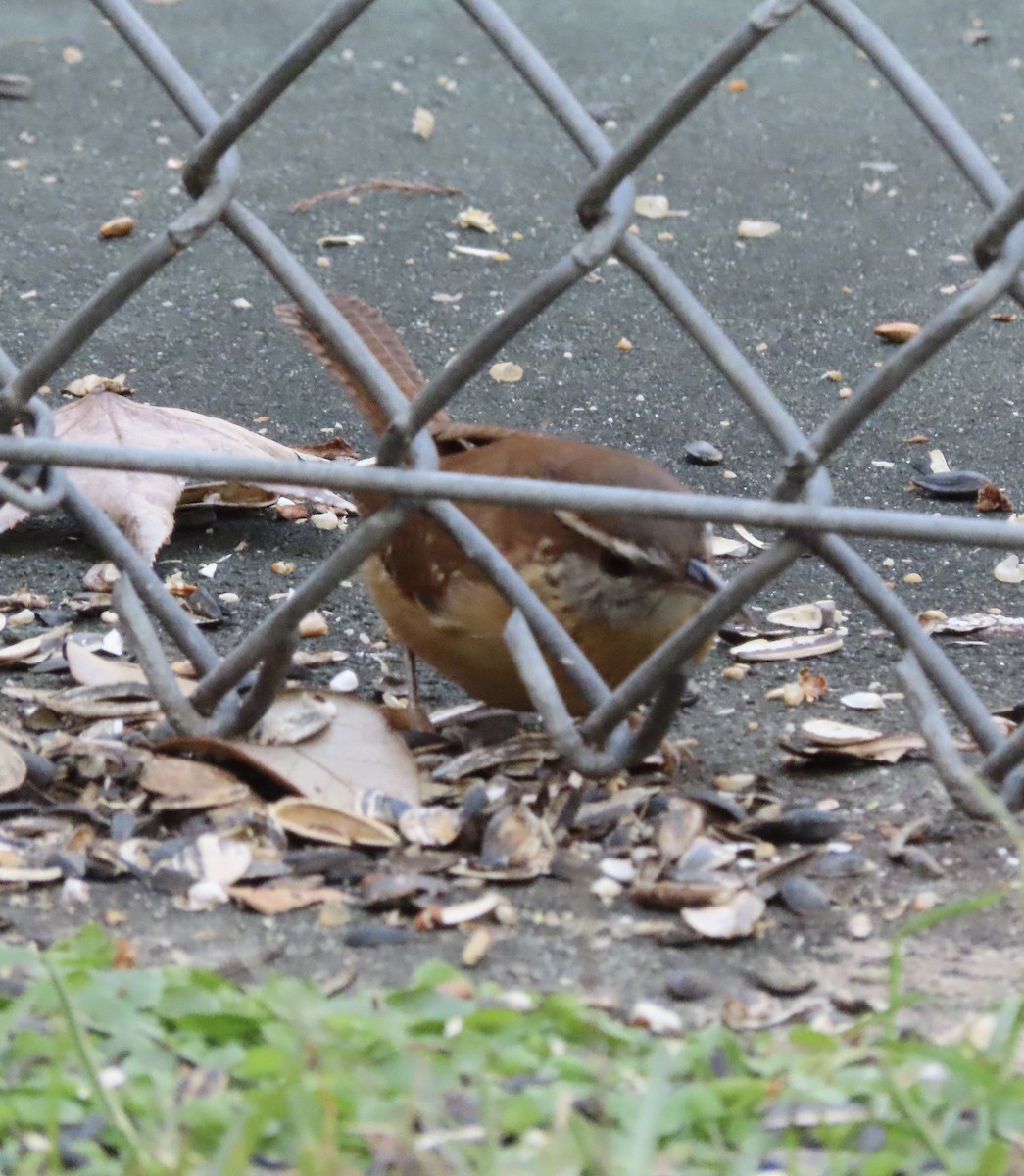 Carolina Wren - ML646666335