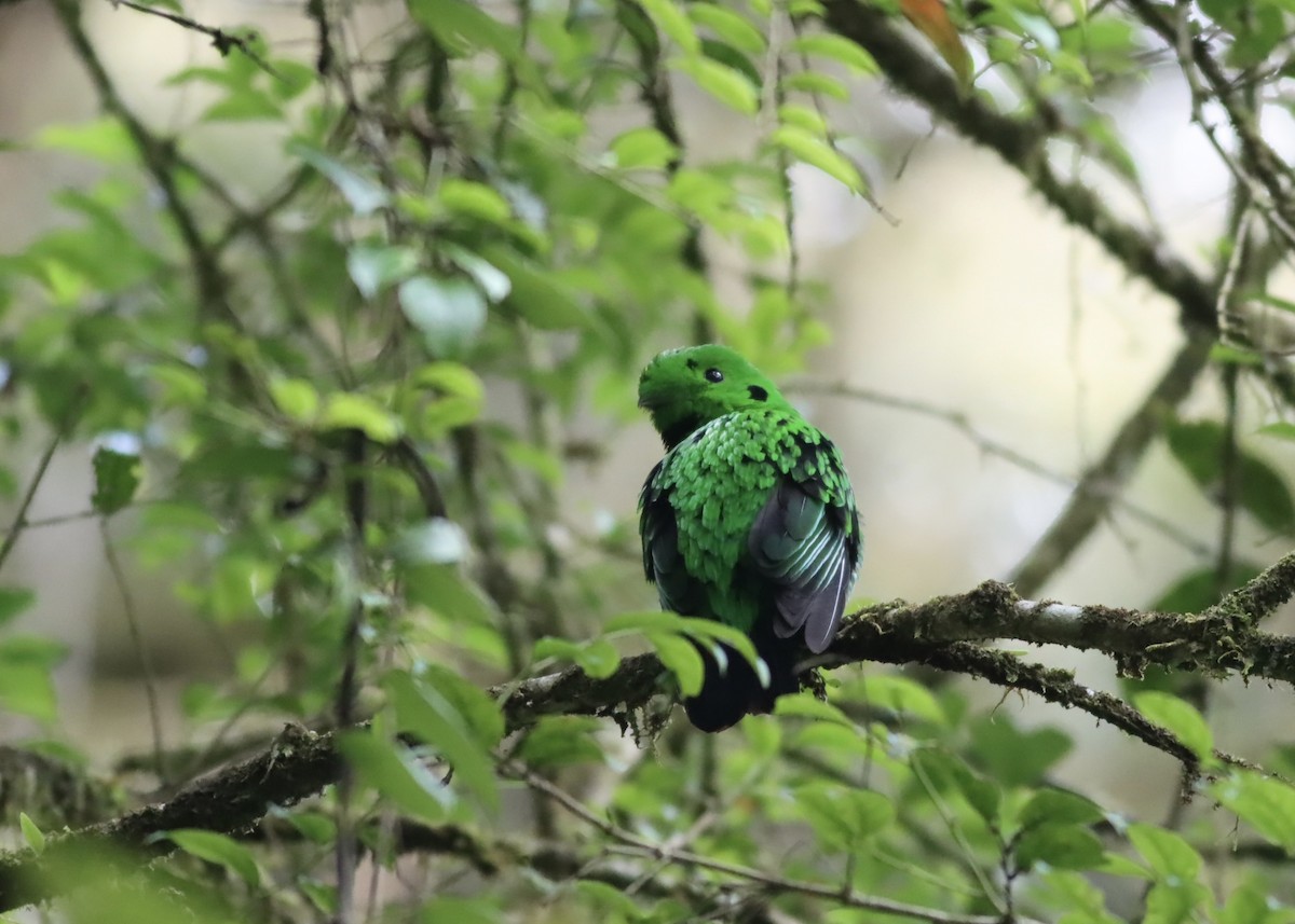 loboš černohrdlý - ML646666338