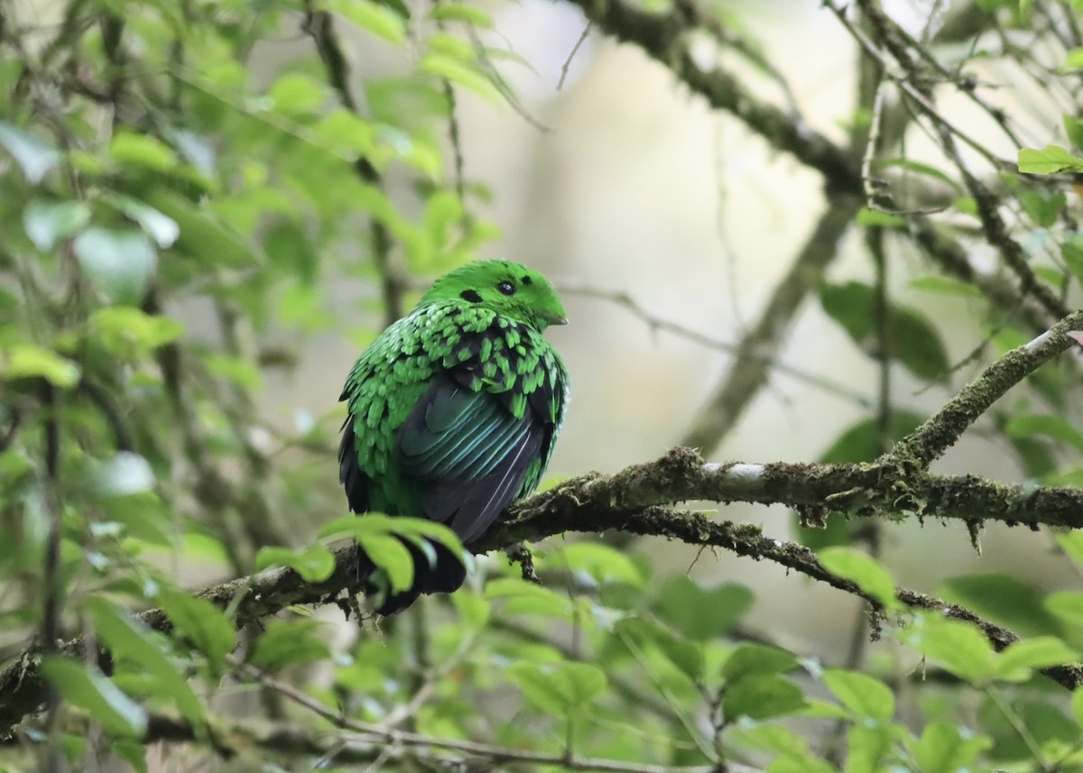 loboš černohrdlý - ML646666339