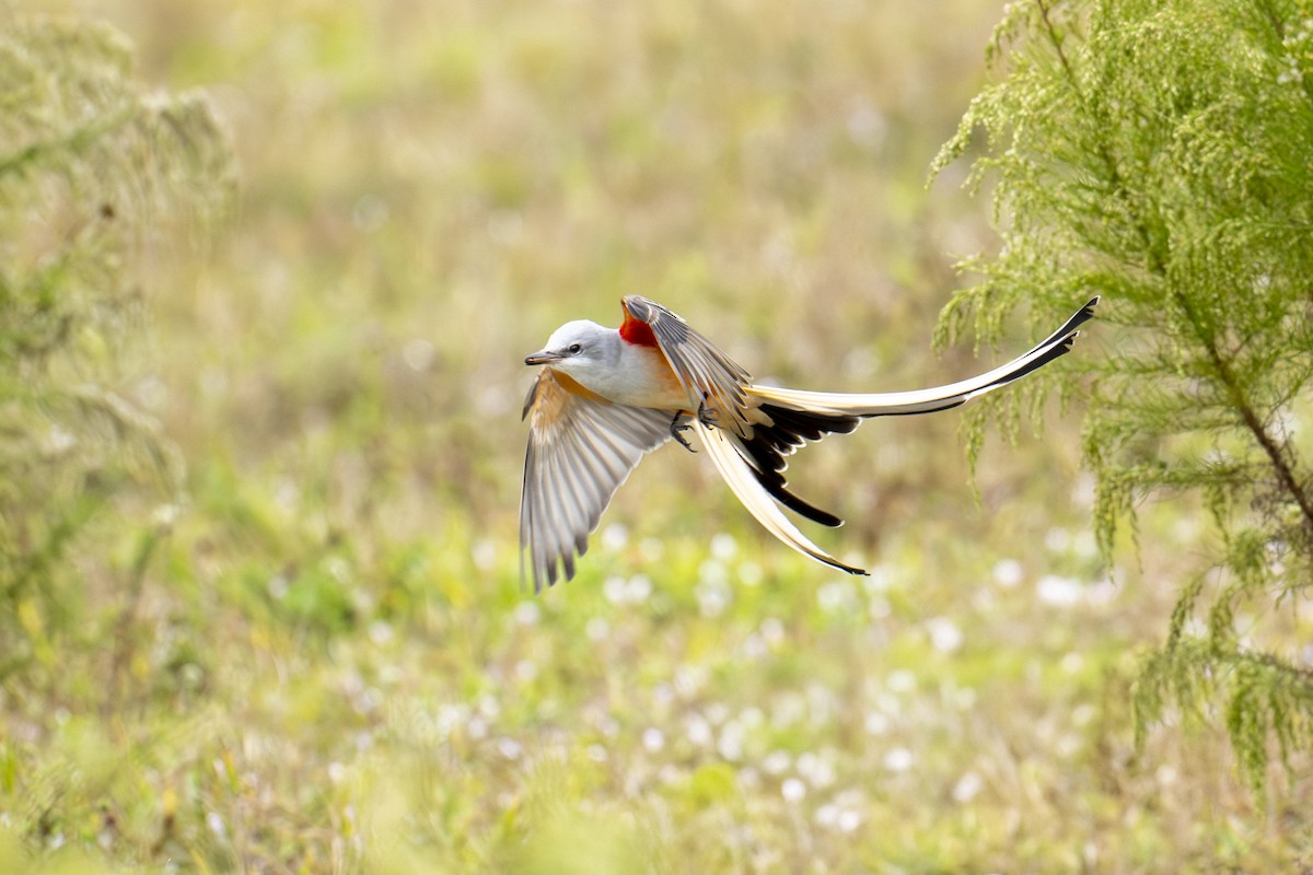 Scissor-tailed Flycatcher - ML646666341