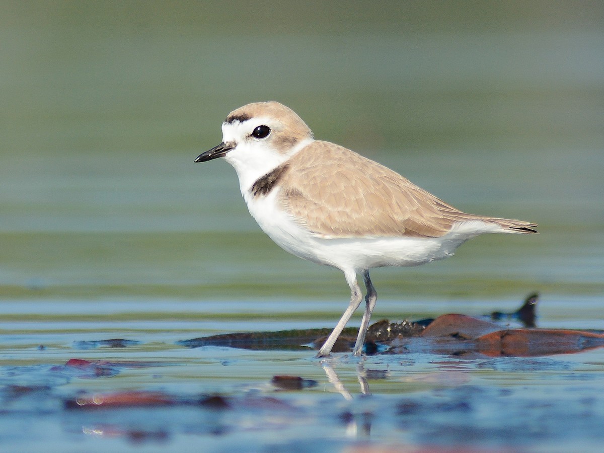 Snowy Plover - ML646666342