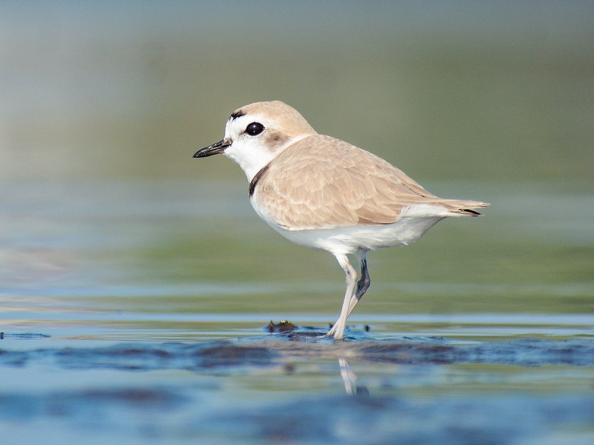 Snowy Plover - ML646666343