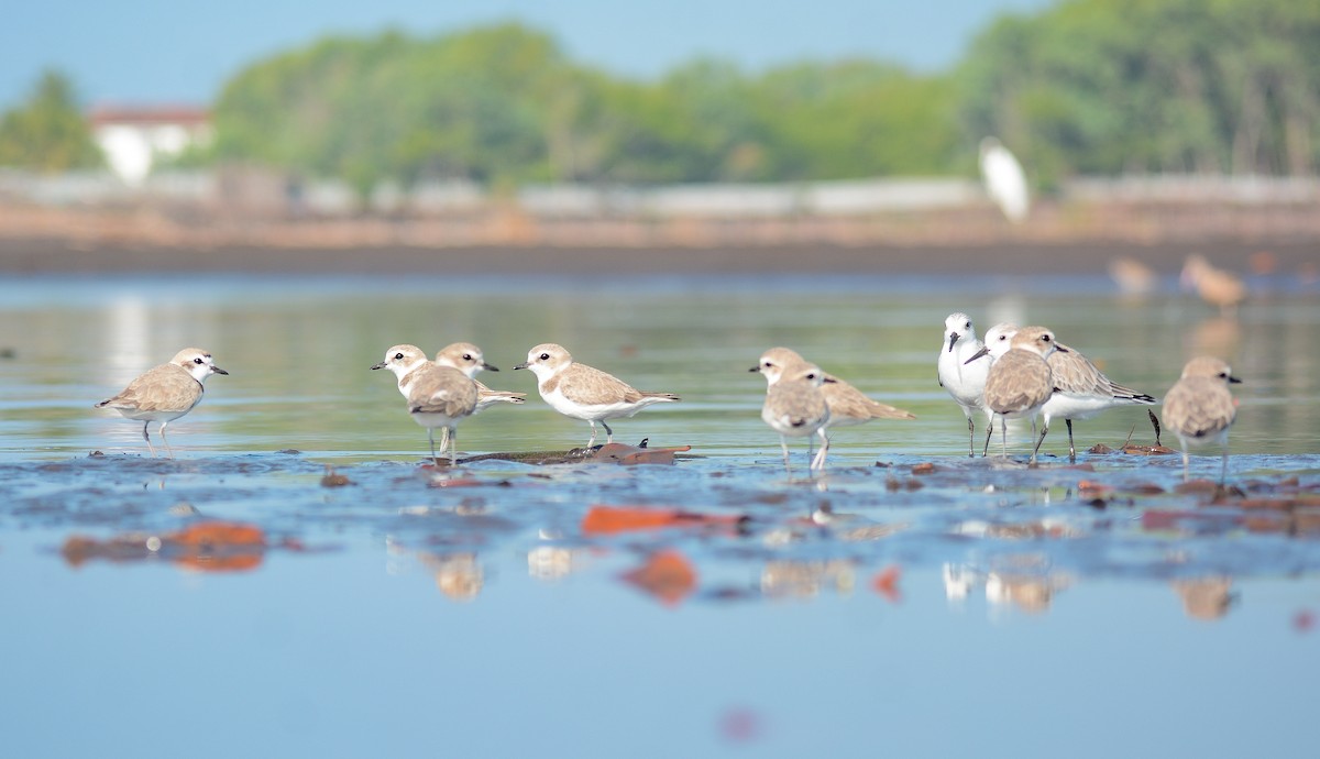 Snowy Plover - ML646666344