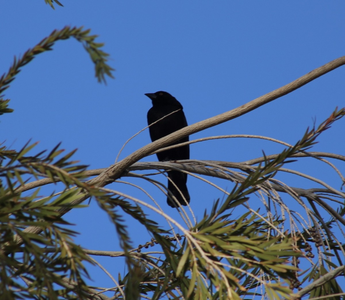 Bronzed Cowbird - ML646666351