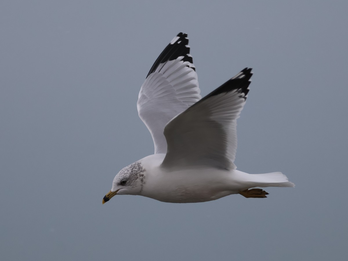 Ring-billed Gull - ML646666356