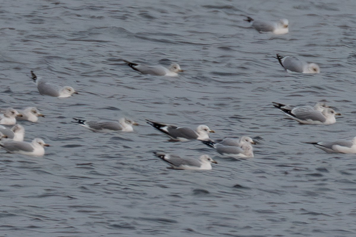 Short-billed Gull - ML646666357