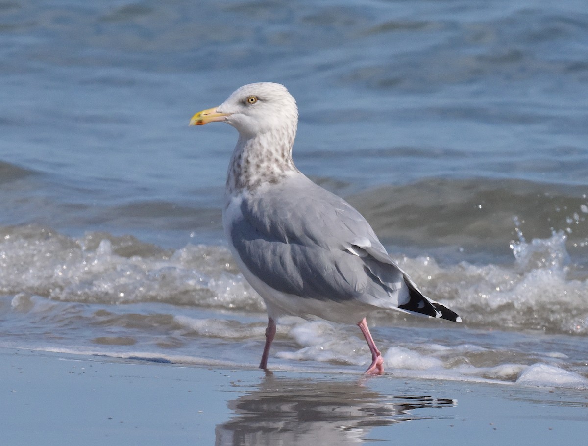 American Herring Gull - ML646666359