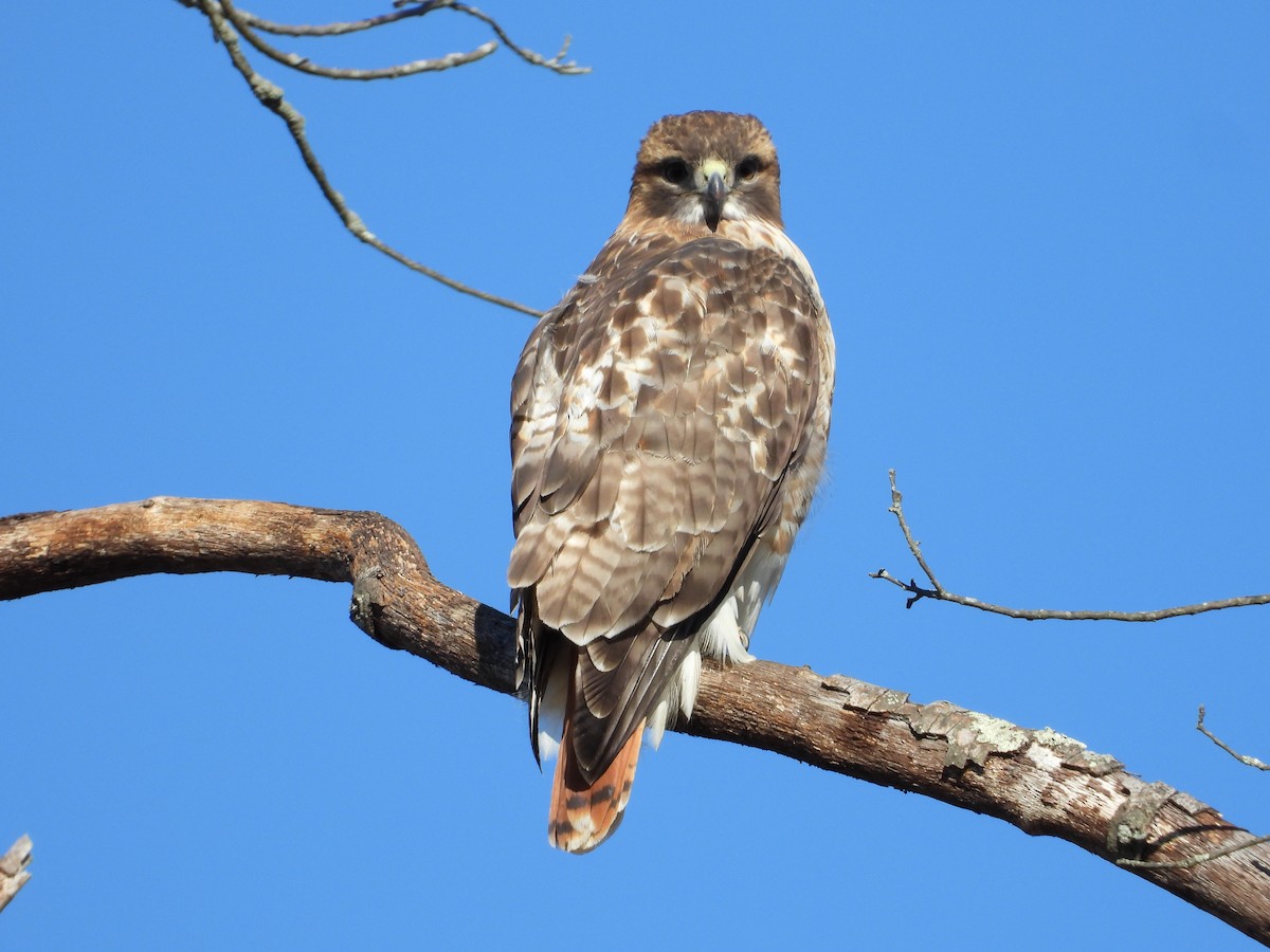 Red-tailed Hawk - ML646666360