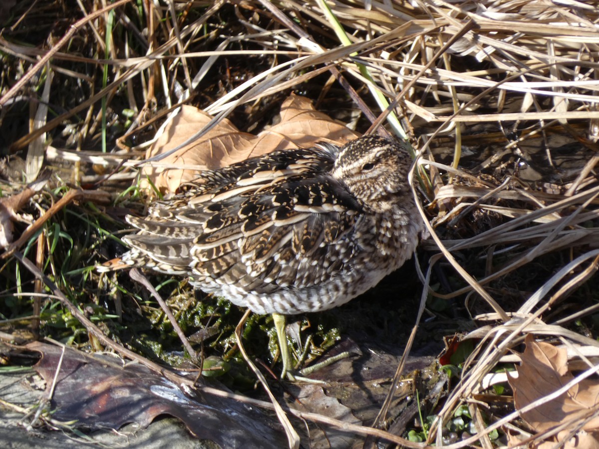 Wilson's Snipe - ML646666361