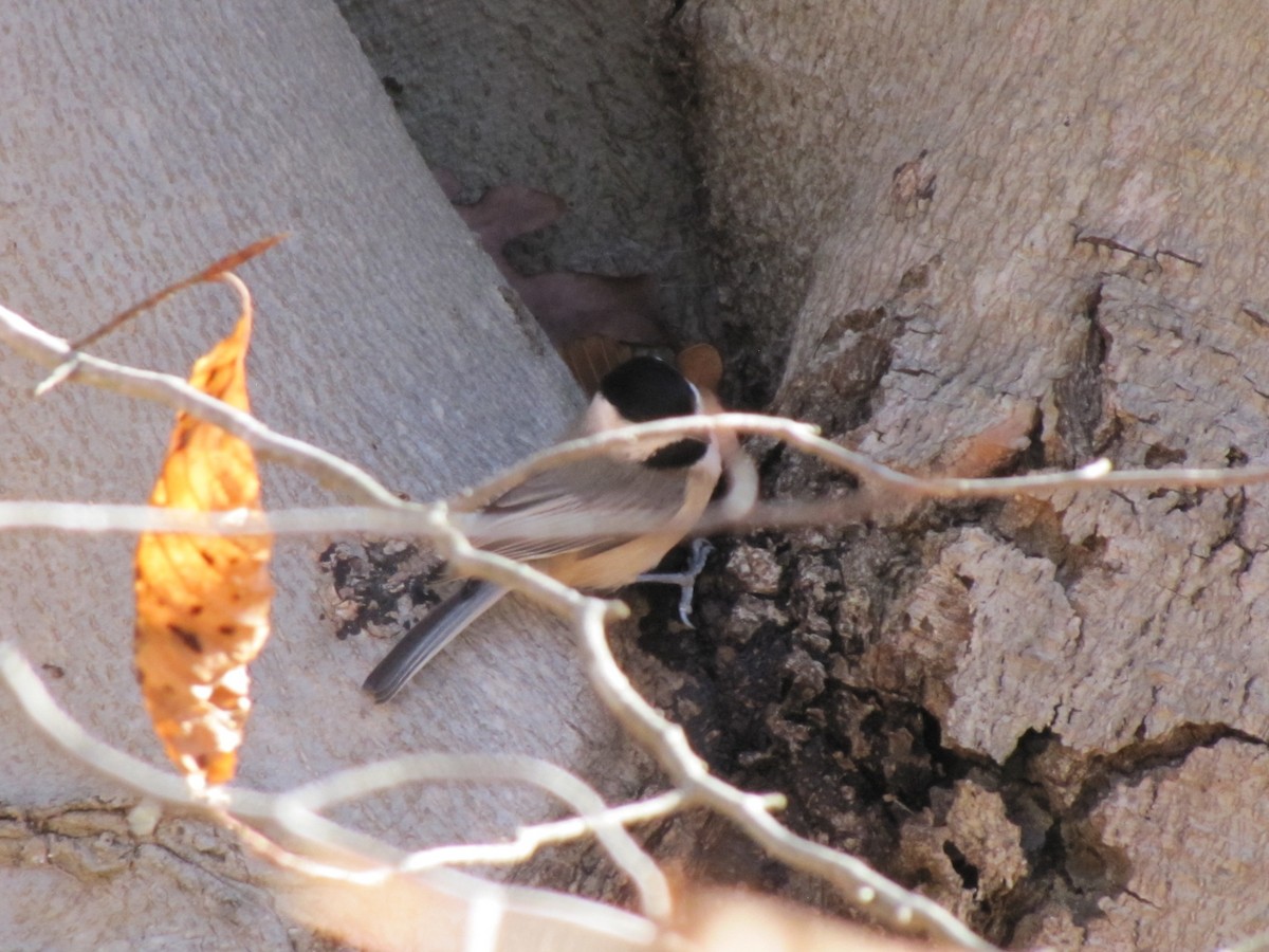 Carolina Chickadee - ML646666362