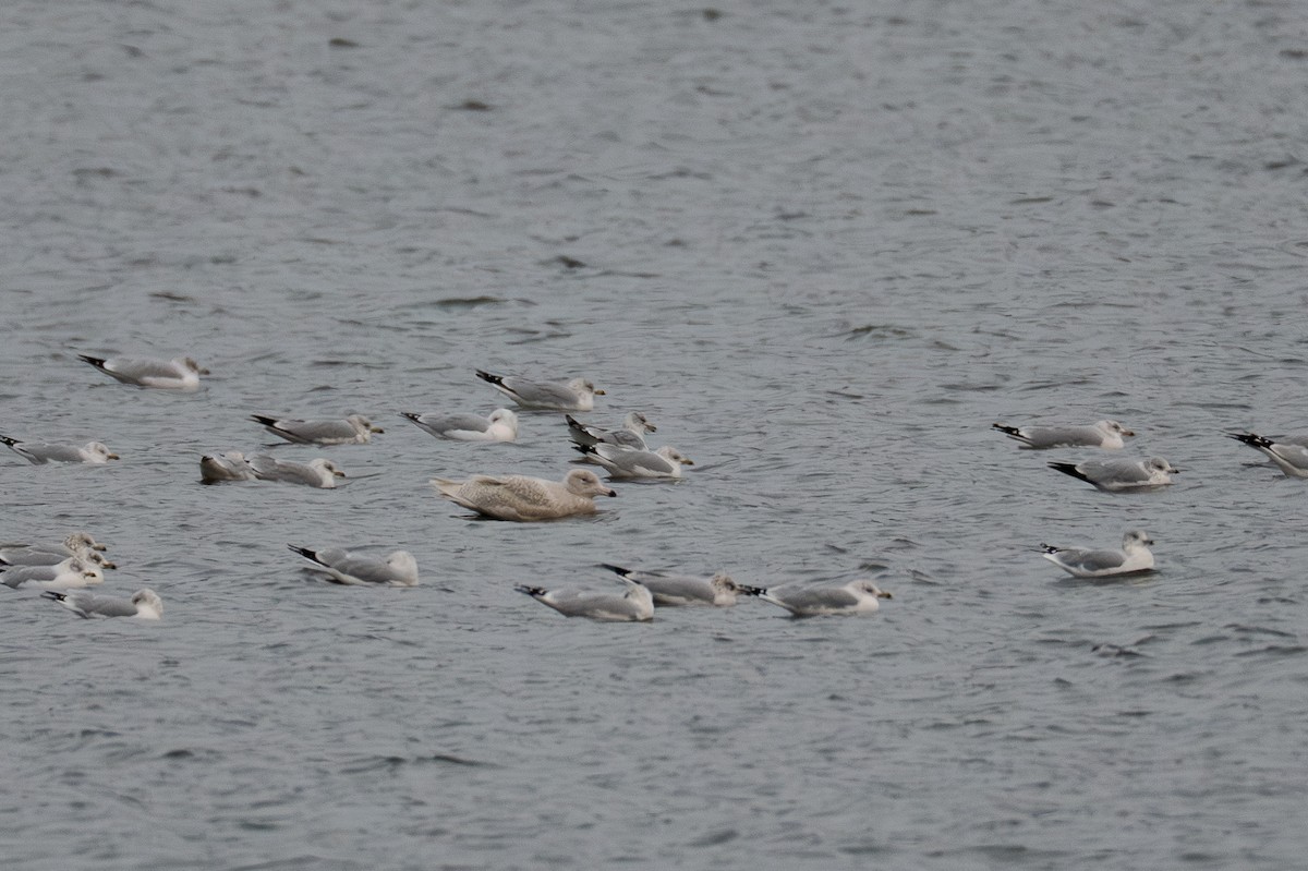 Glaucous Gull - ML646666363