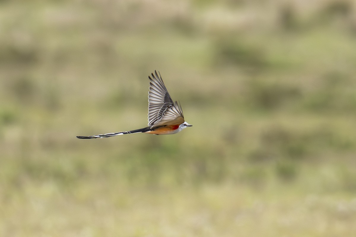 Scissor-tailed Flycatcher - ML646666364
