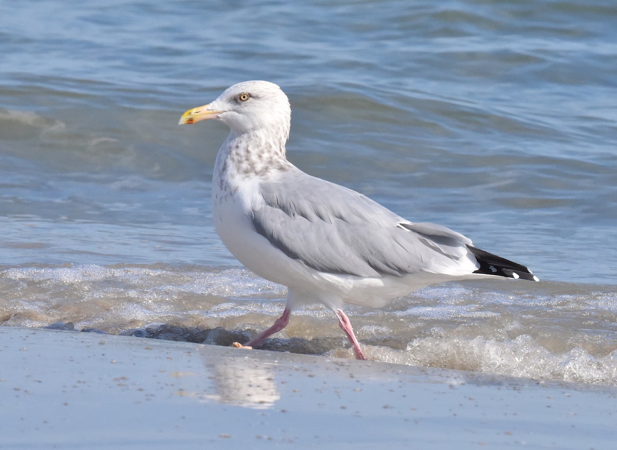 American Herring Gull - ML646666365