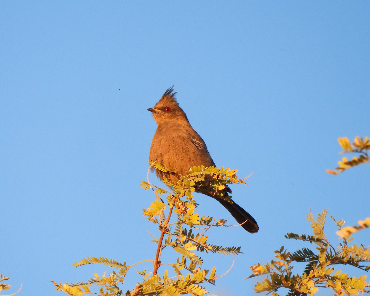 Phainopepla - ML646666373