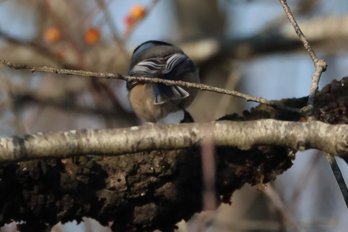 Black-capped Chickadee - ML646666374