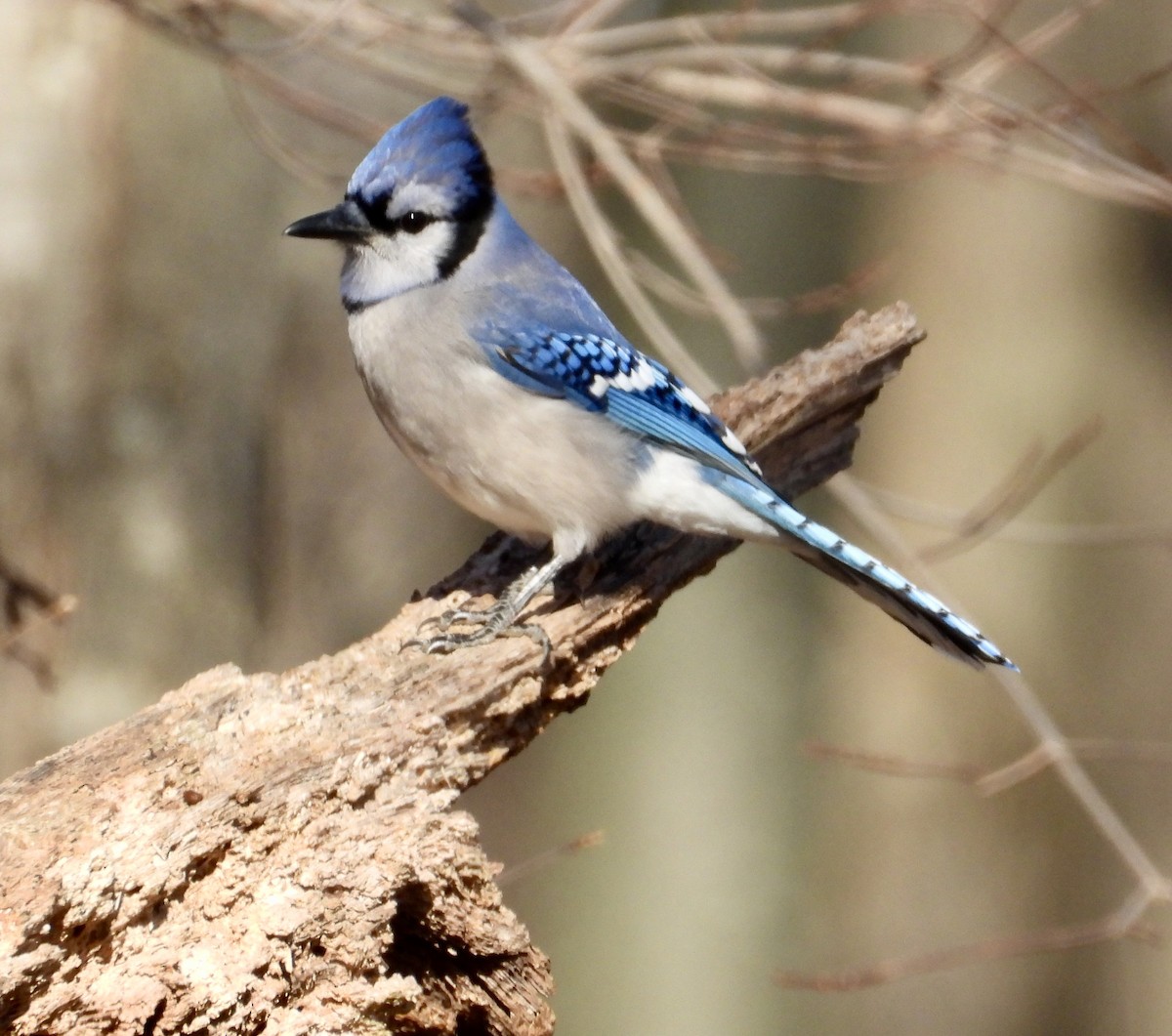 Blue Jay - ML646666378