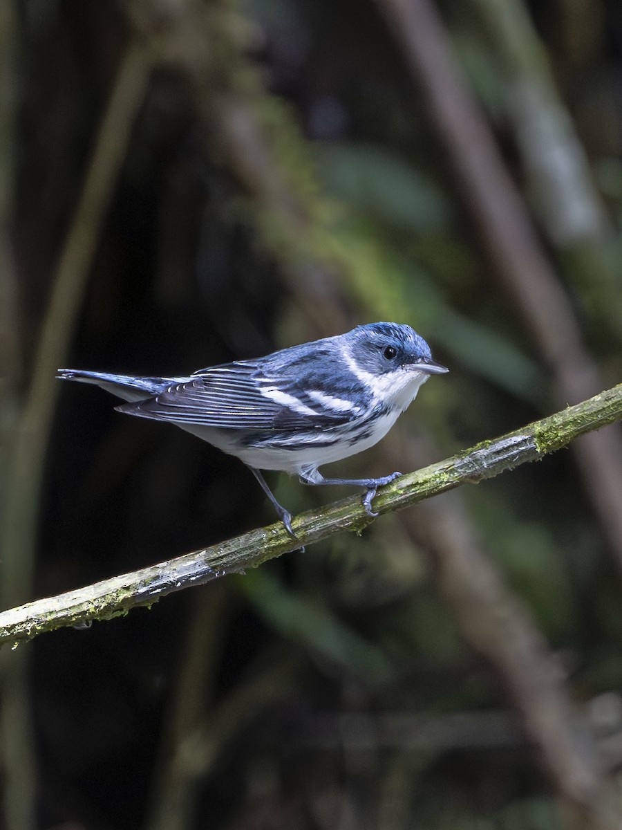 Пісняр-лісовик блакитний - ML646666383