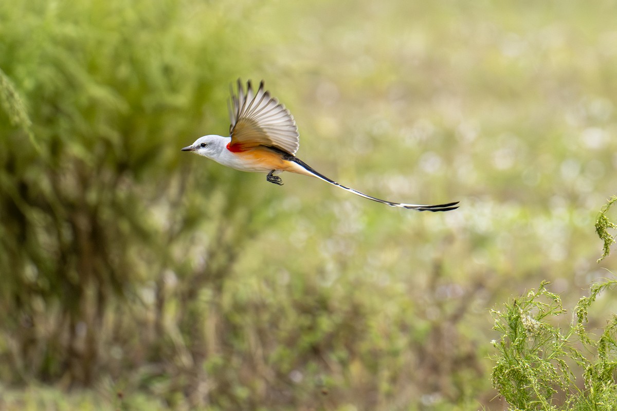 Scissor-tailed Flycatcher - ML646666384