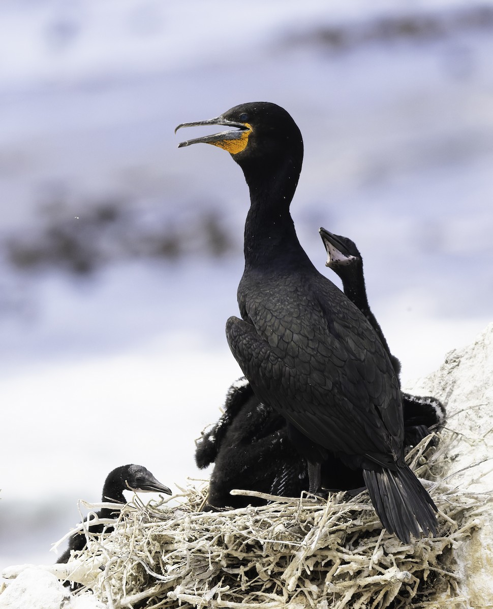 Cape Cormorant - ML646666385