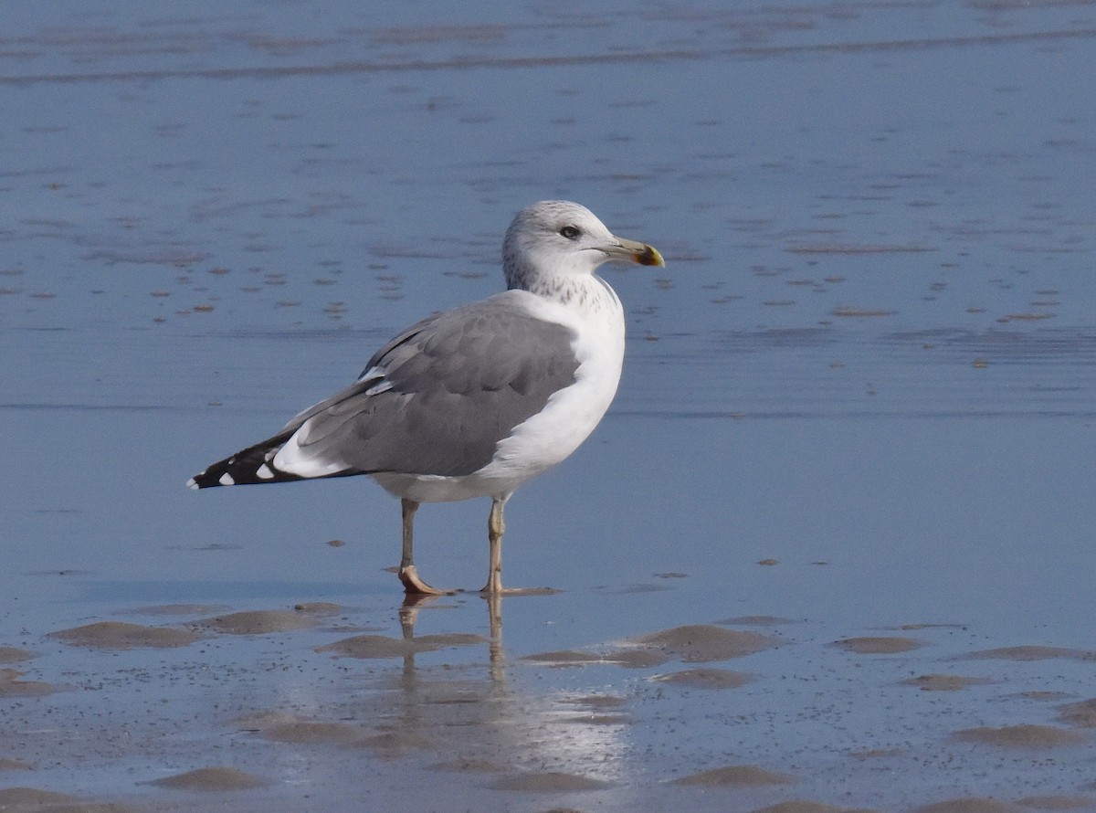 Lesser Black-backed Gull - ML646666386
