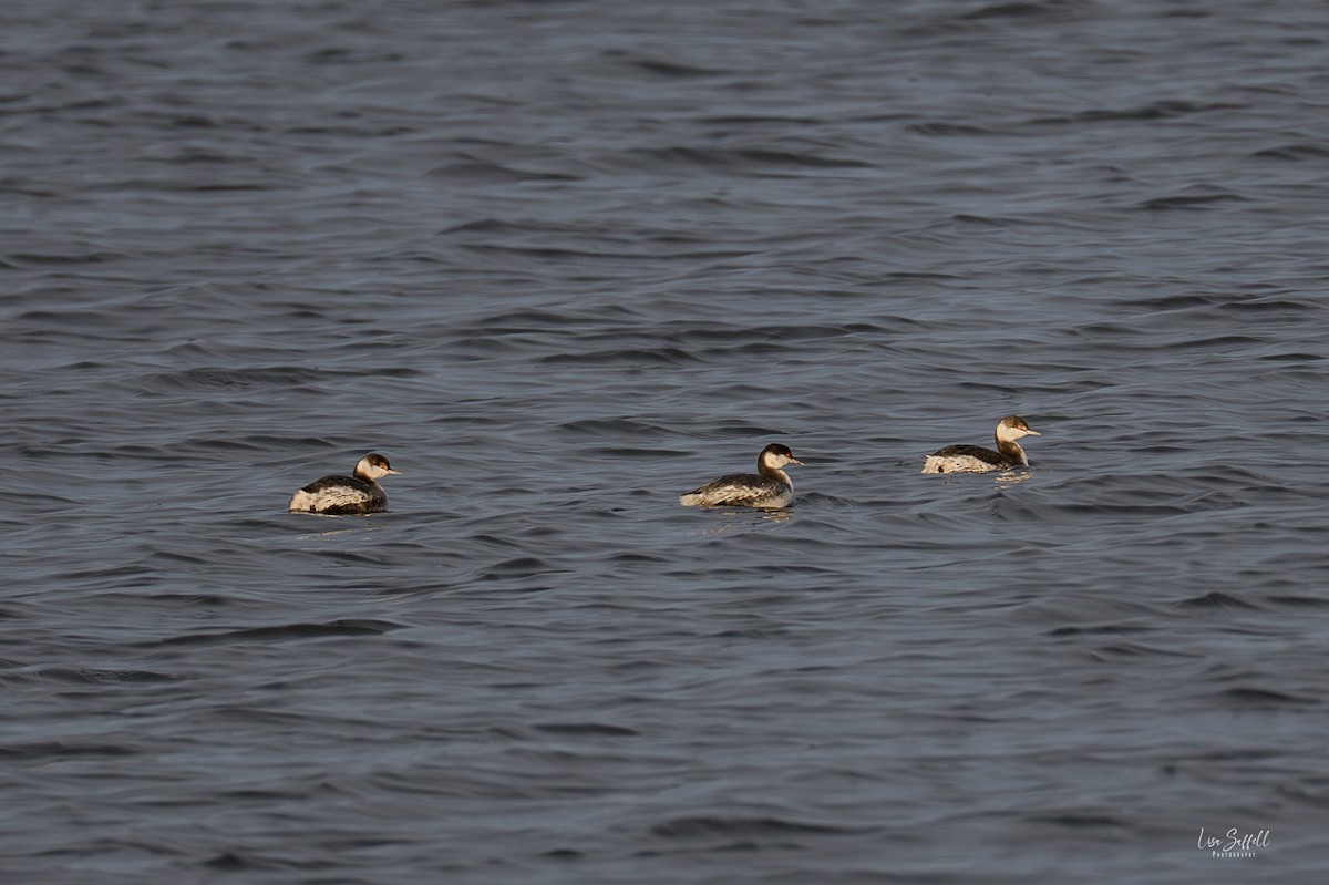 Horned Grebe - ML646666387