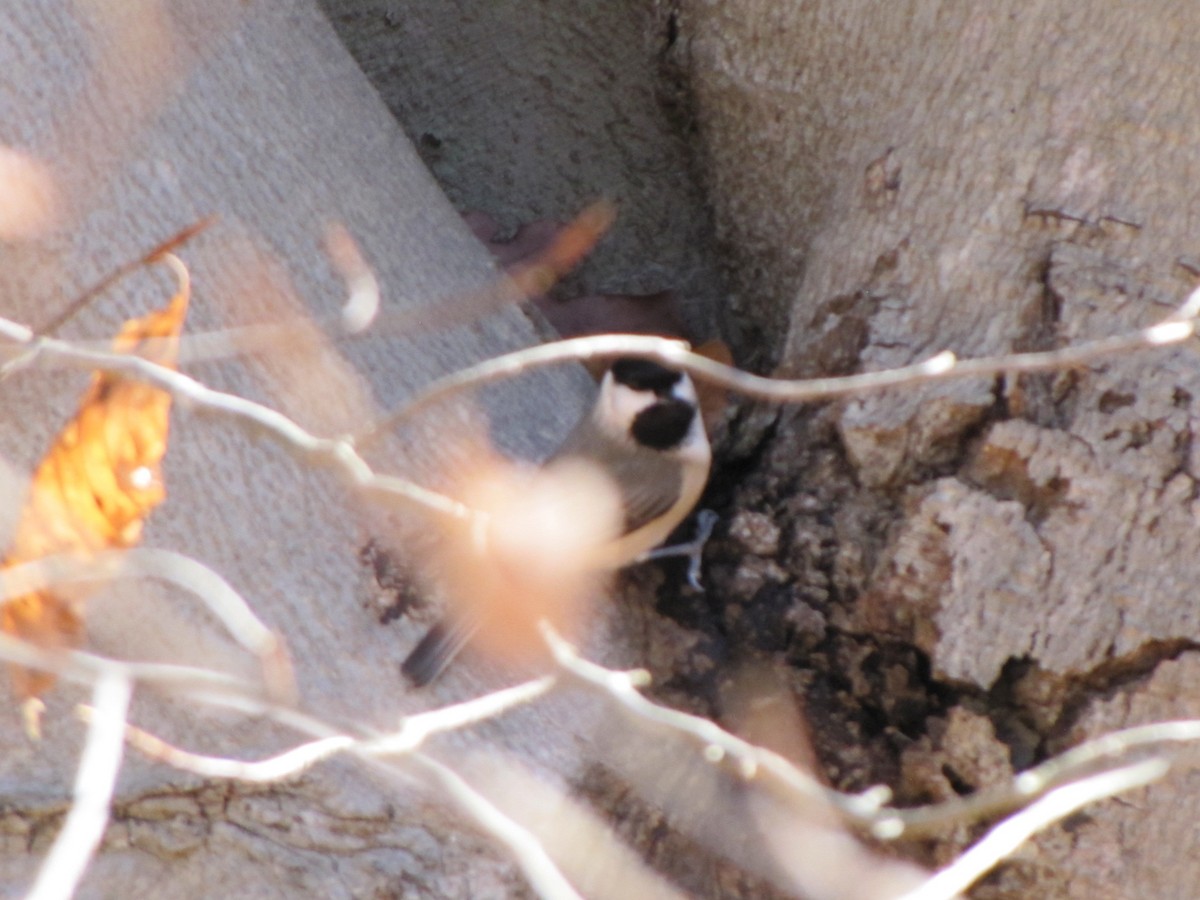 Carolina Chickadee - ML646666388
