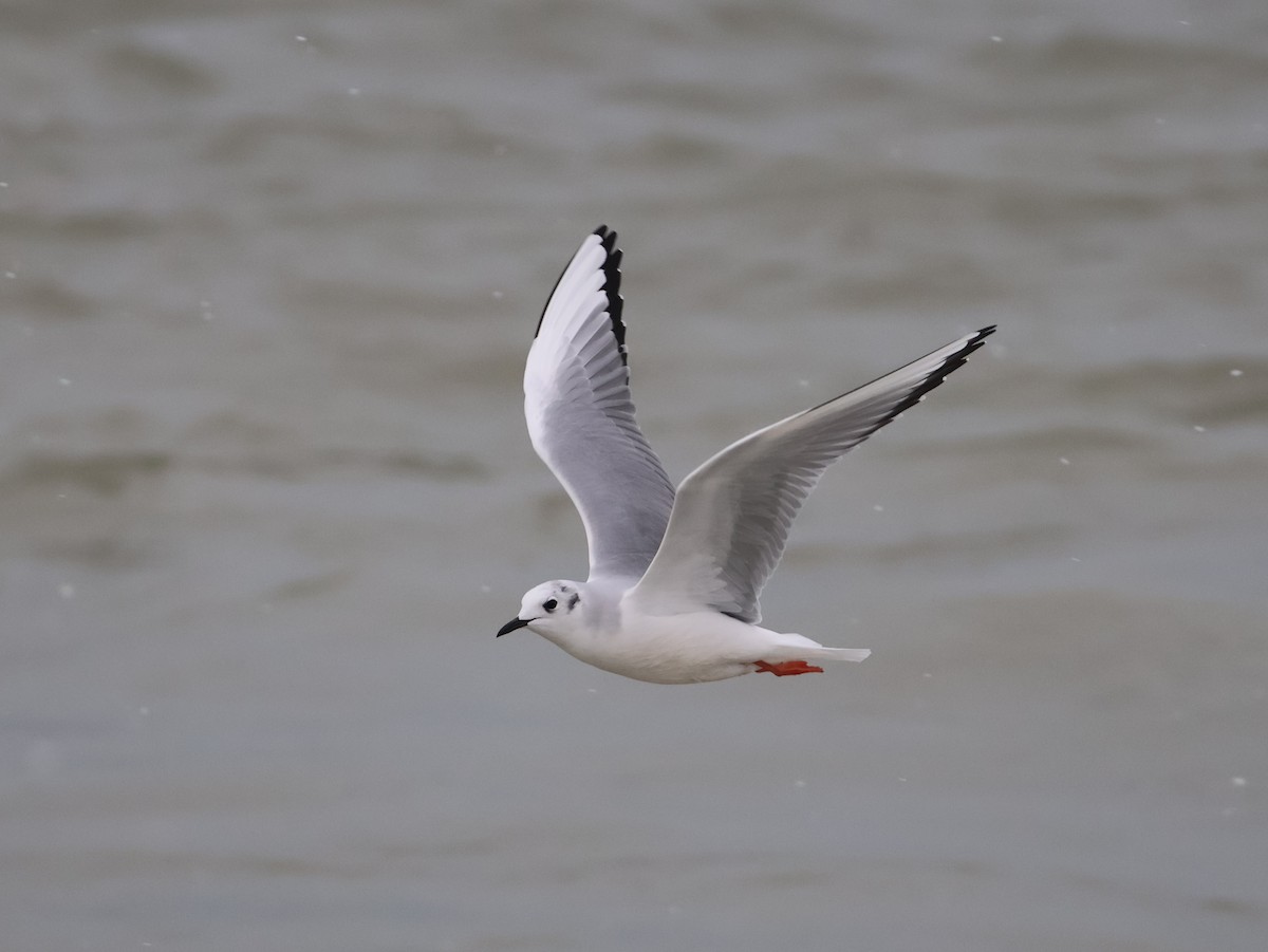 Bonaparte's Gull - ML646666392