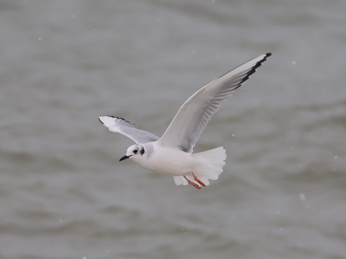 Bonaparte's Gull - ML646666393