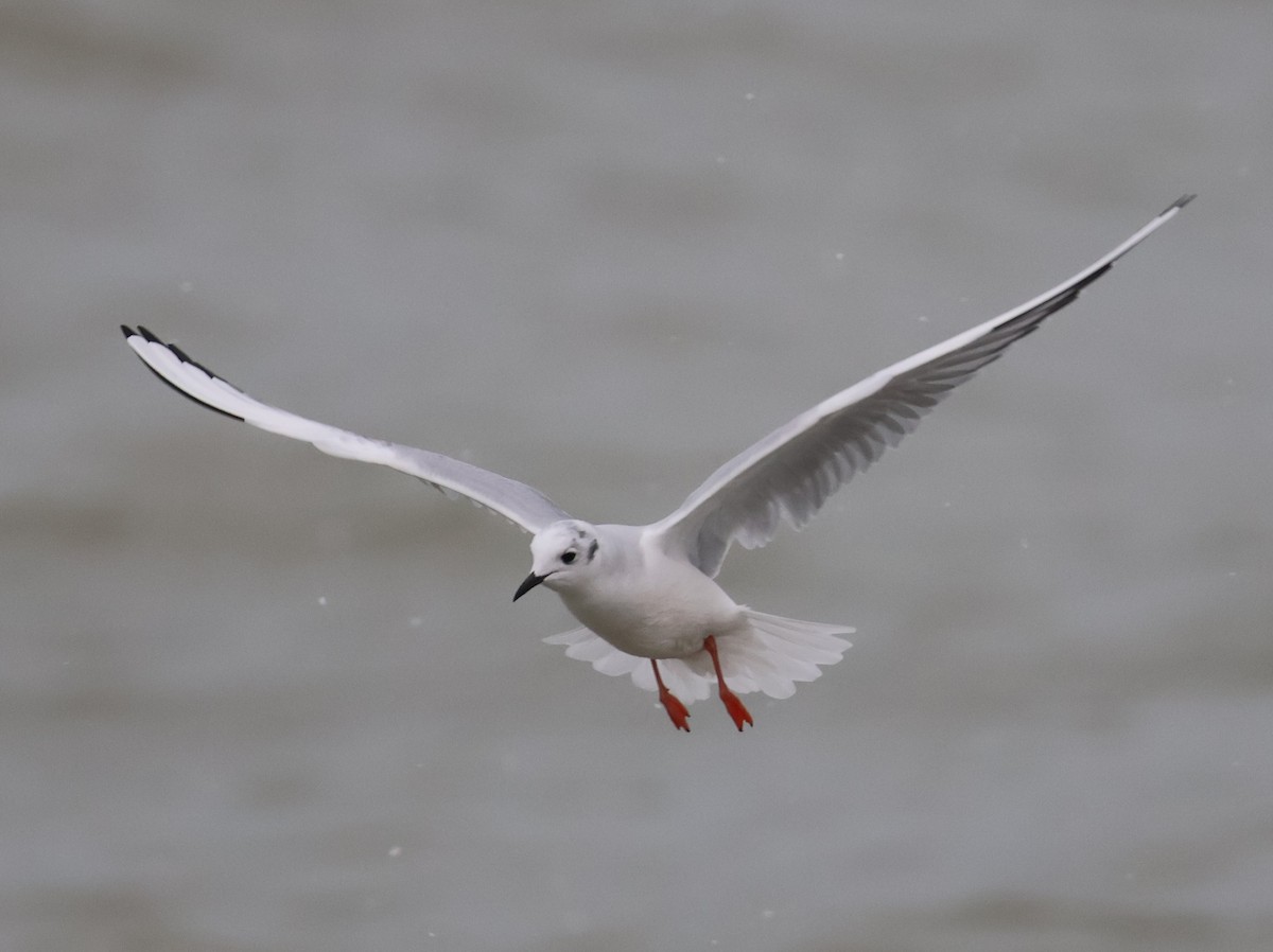Bonaparte's Gull - ML646666394