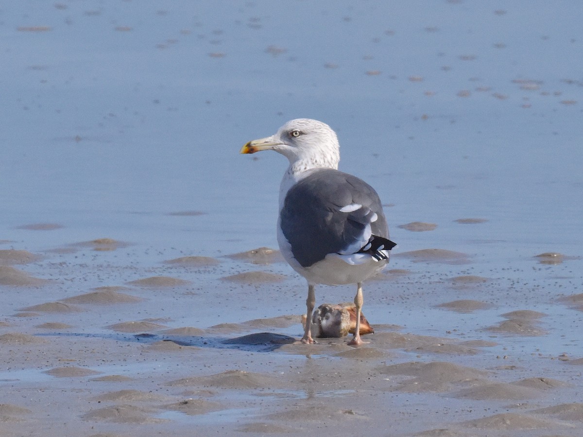Lesser Black-backed Gull - ML646666395