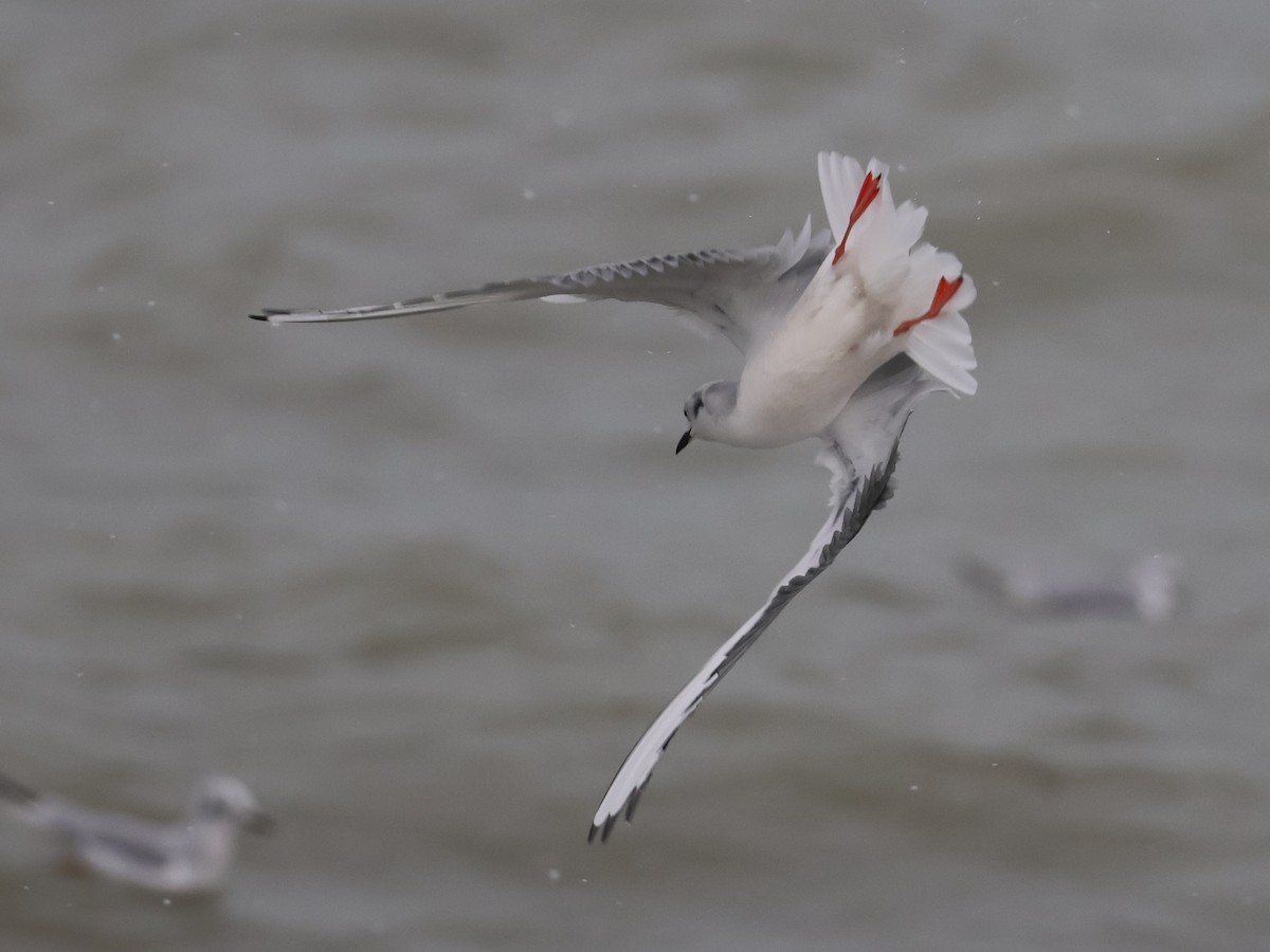 Bonaparte's Gull - ML646666396