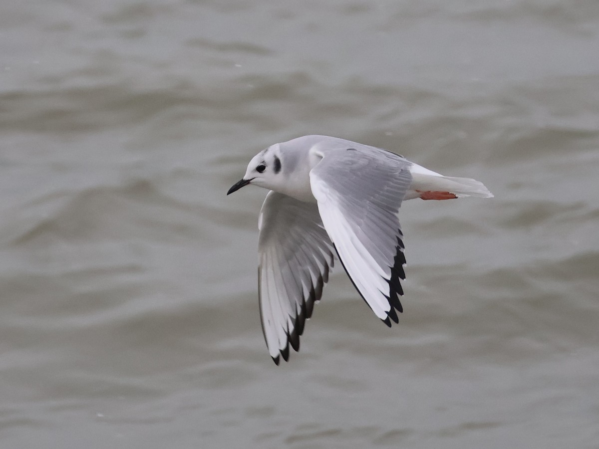 Bonaparte's Gull - ML646666397