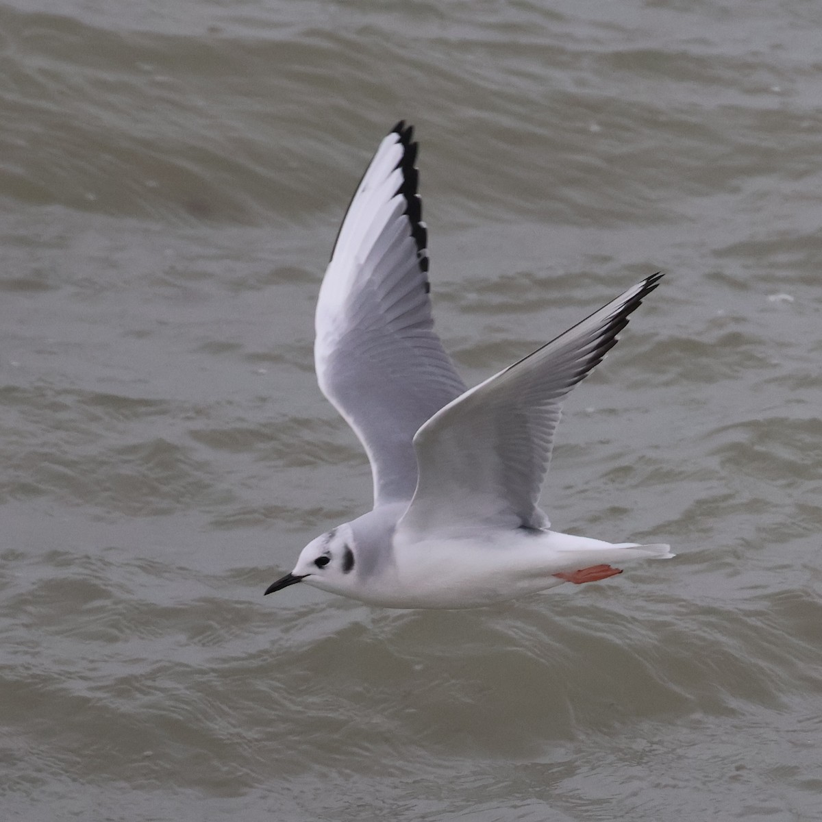 Bonaparte's Gull - ML646666398