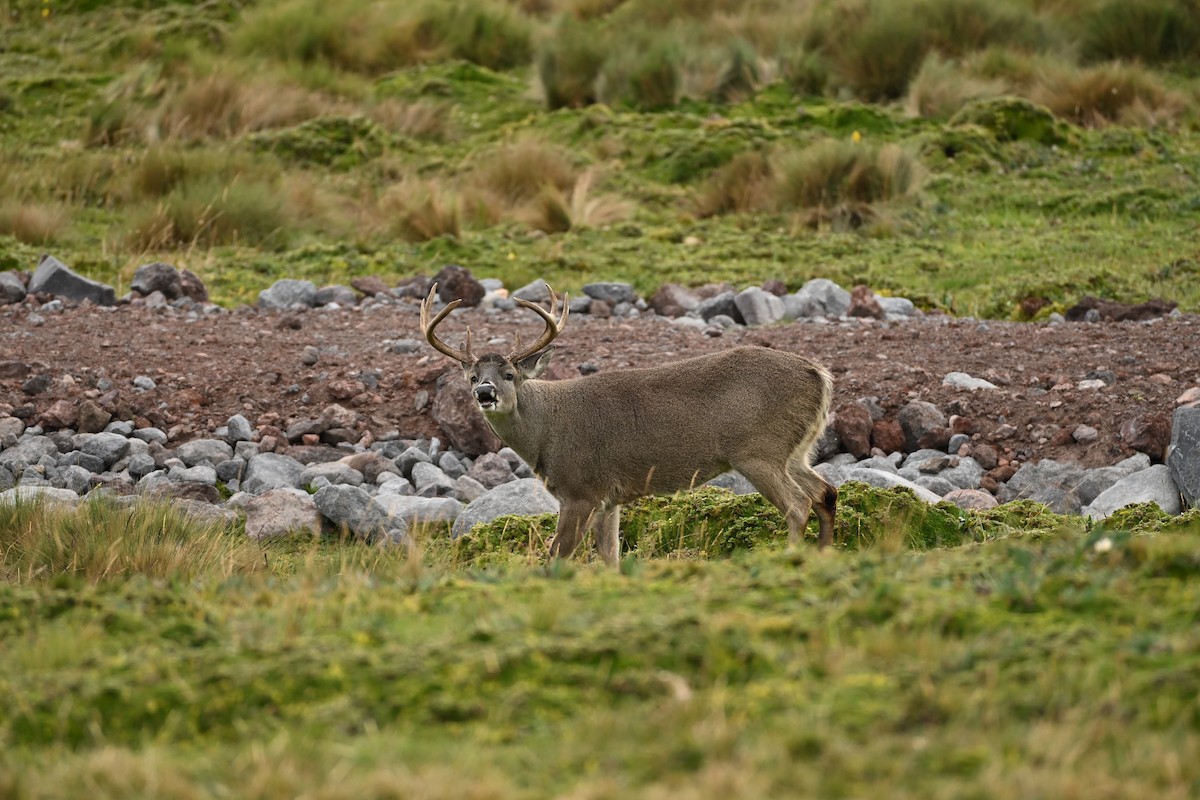 Andean White-tailed Deer - ML646666399