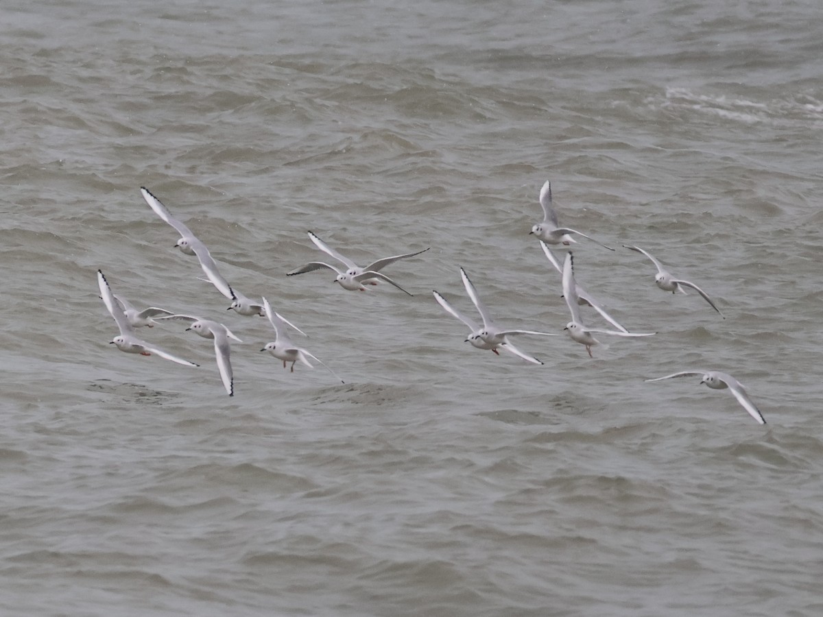 Bonaparte's Gull - ML646666401