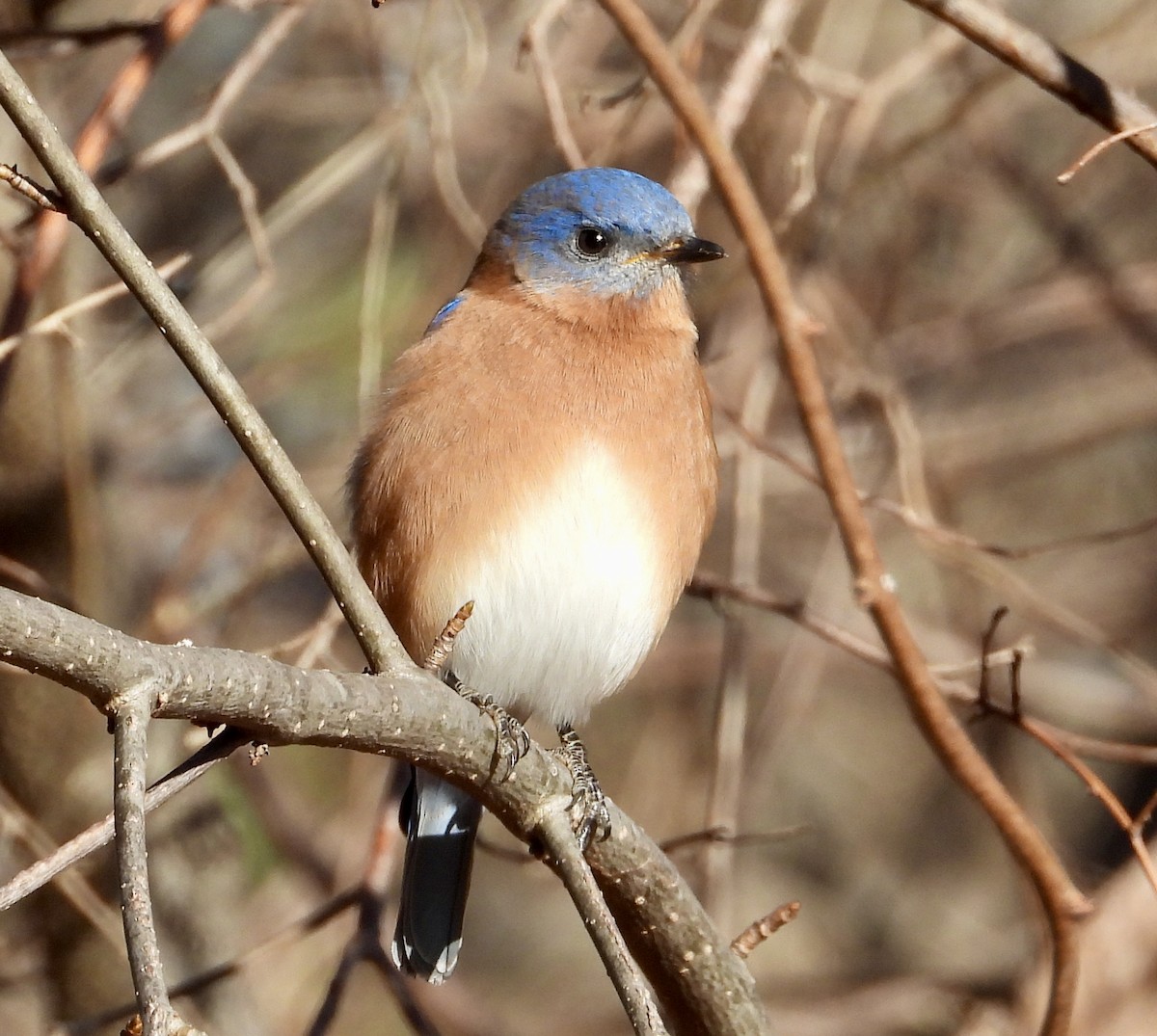 Eastern Bluebird - ML646666402