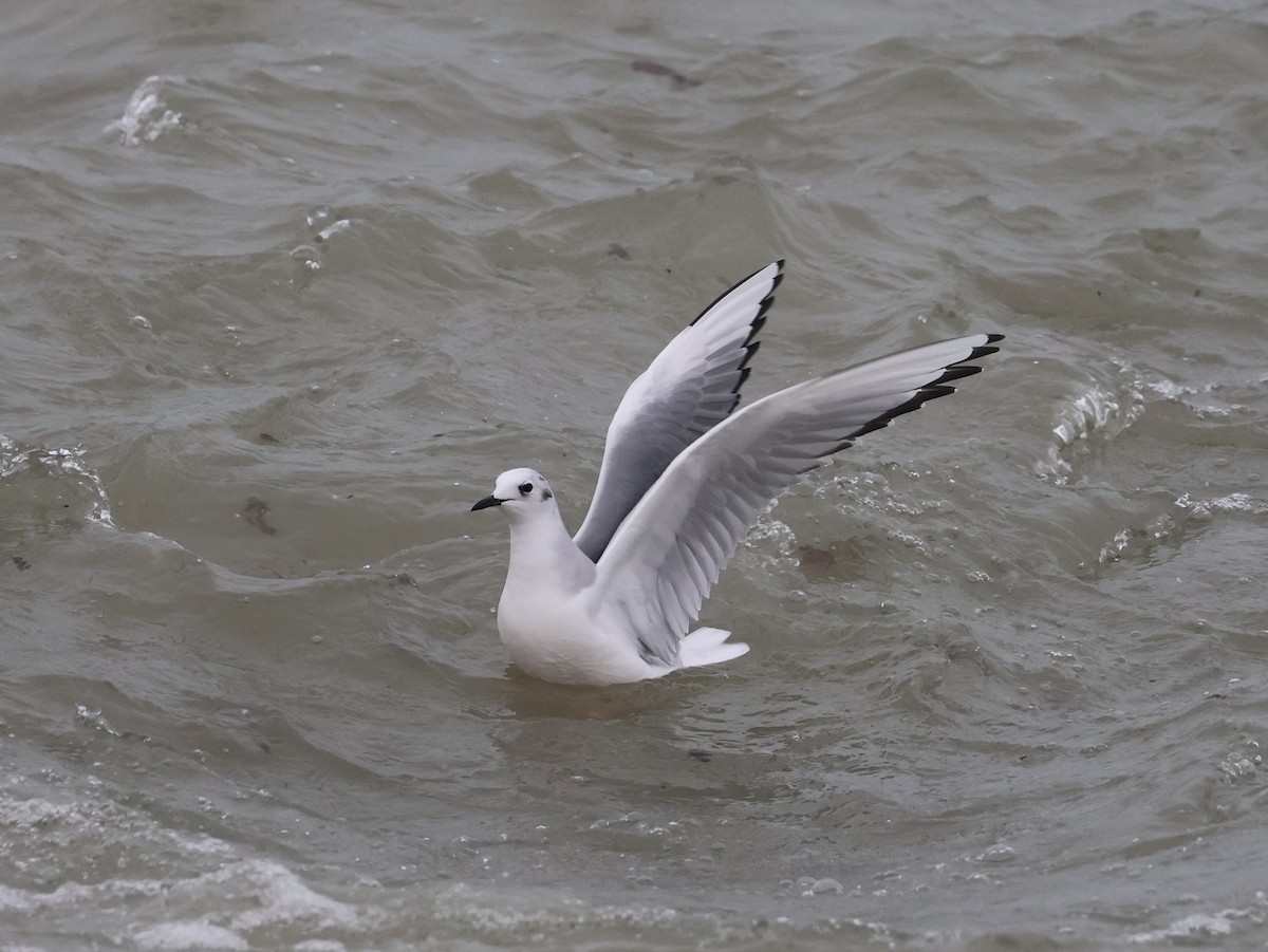 Bonaparte's Gull - ML646666403