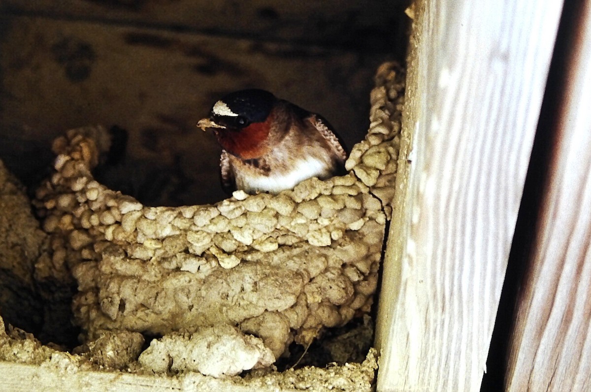 Cliff Swallow (pyrrhonota Group) - ML646666404