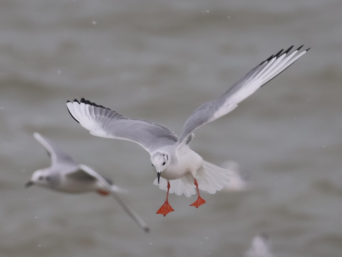 Bonaparte's Gull - ML646666410