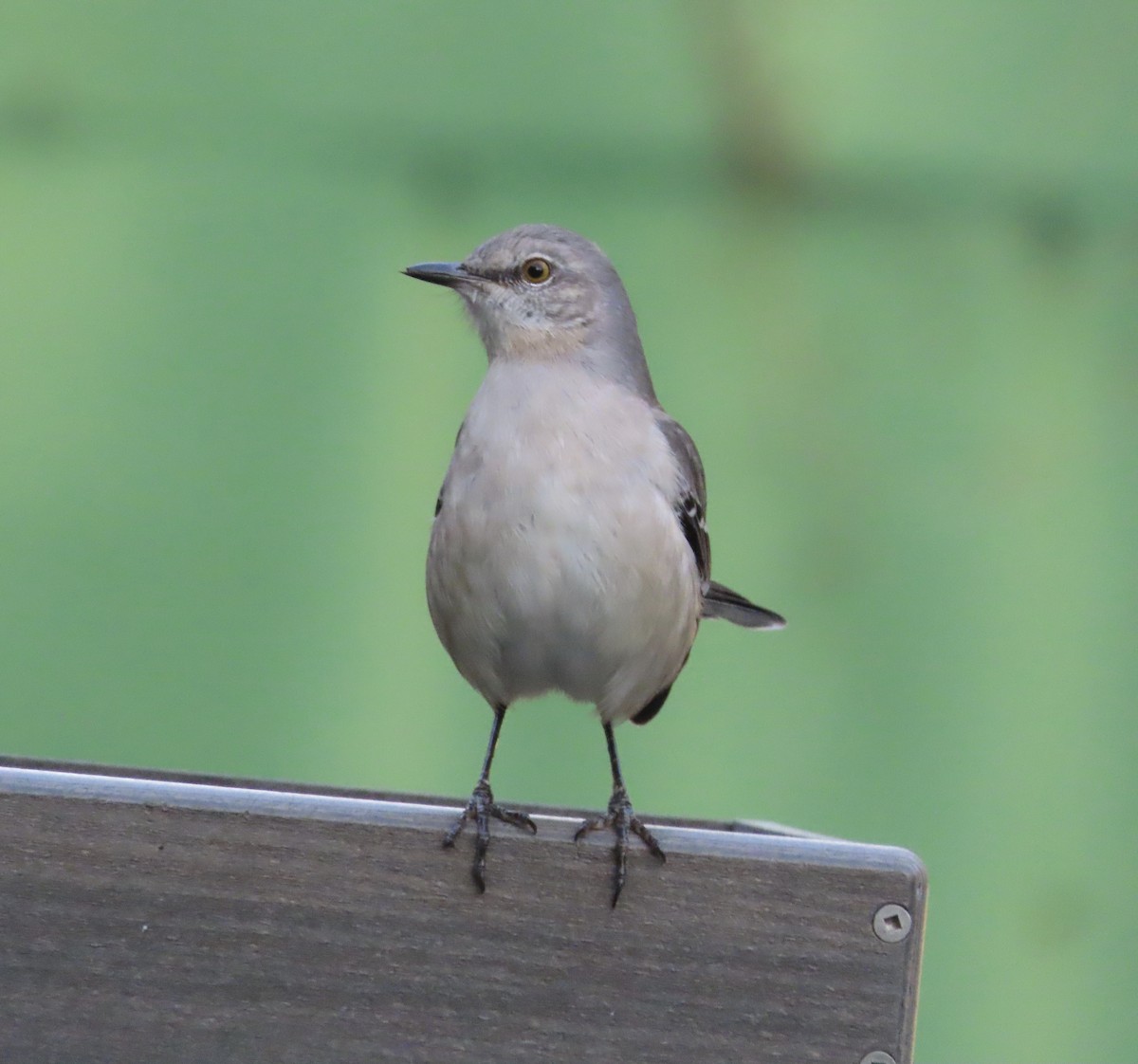 Northern Mockingbird - ML646666412